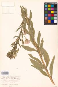 Oenothera ×rubricaulis Kleb., Восточная Европа, Московская область и Москва (E4a) (Россия)