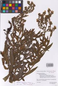 Anchusa ochroleuca × gmelinii, Восточная Европа, Центральный лесостепной район (E6) (Россия)