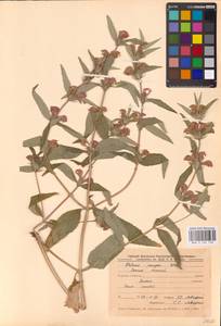 MHA 0 154 139, Зопник колючий (Willd.) Maire ex De Filipps, Восточная Европа, Центральный лесостепной район (E6) (Россия)