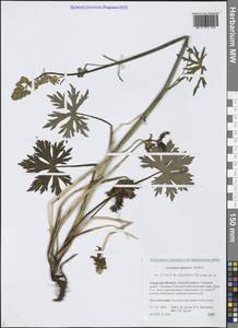 Борец аянский (Steinb.) Vorosch., Сибирь, Дальний Восток (S6) (Россия)