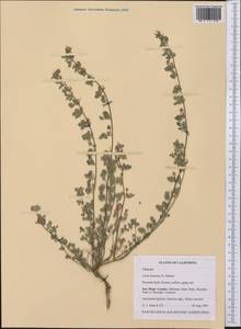 Syrmatium micranthum (Torr. & A.Gray)Greene, Америка (AMER) (США)