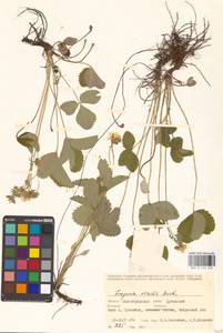 Земляника зеленая, Полуница Duchesne, Восточная Европа, Нижневолжский район (E9) (Россия)