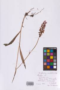 Пальчатокоренник пятнистый (L.) Soó, Восточная Европа, Московская область и Москва (E4a) (Россия)