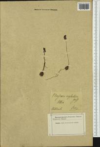 Мышиный гиацинт незамеченный Guss. ex Ten., Западная Европа (EUR) (Неизвестно)
