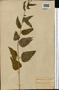 Колокольчик крапиволистный L., Восточная Европа, Средневолжский район (E8) (Россия)