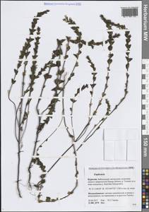 Очанка, Сибирь, Прибайкалье и Забайкалье (S4) (Россия)