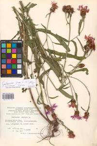 Centaurea ×livonica Weinm., Восточная Европа, Московская область и Москва (E4a) (Россия)