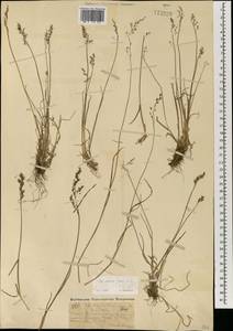 Мятлик сизый Vahl, Монголия (MONG) (Монголия)