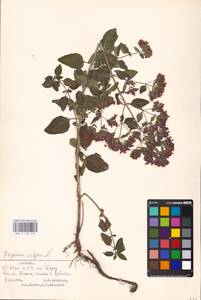 MHA 0 156 743, Душица обыкновенная L., Восточная Европа, Эстония (E2c) (Эстония)