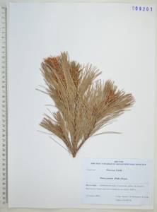 Сосна низкая, Кедровый стланик (Parl.) Regel, Сибирь, Дальний Восток (S6) (Россия)