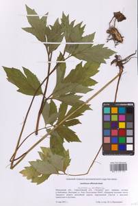 Любисток лекарственный W.D.J.Koch, Восточная Европа, Московская область и Москва (E4a) (Россия)