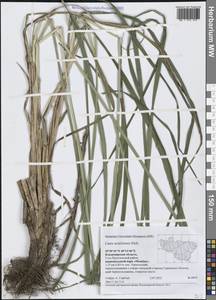 Осока заостренная Ehrh., Восточная Европа, Центральный район (E4) (Россия)