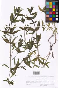 Подмаренник мареновидный L., Восточная Европа, Московская область и Москва (E4a) (Россия)