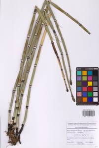 Хвощ зимующий L., Восточная Европа, Московская область и Москва (E4a) (Россия)