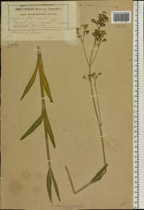 Горицвет кукушкин, кукушкин цвет (L.) Greuter & Burdet, Восточная Европа, Белоруссия (E3a) (Белоруссия)