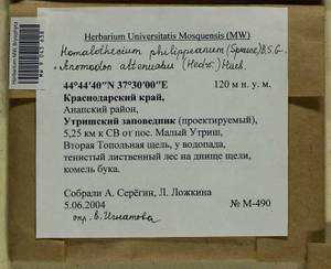 Homalothecium philippeanum (Spruce) Schimp., Гербарий мохообразных, Мхи - Северный Кавказ и Предкавказье (B12) (Россия)