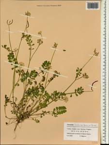 Securigera parviflora (Desv.)Lassen, Зарубежная Азия (ASIA) (Турция)