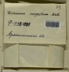 Dicranum flexicaule Brid., Гербарий мохообразных, Мхи - Архангельская и Вологодская области, Коми, Ненецкий АО (B7) (Россия)