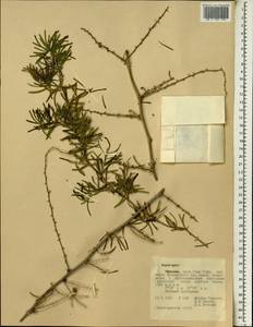 Спаржа, Африка (AFR) (Эфиопия)