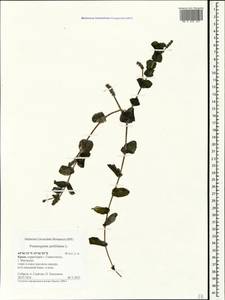 Рдест пронзеннолистный, Рдест стеблеобъемлющий L., Крым (KRYM) (Россия)