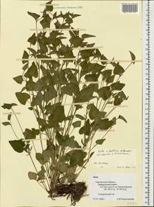 Viola ×kiliensis E. H. L. Krause, Восточная Европа, Западный район (E3) (Россия)