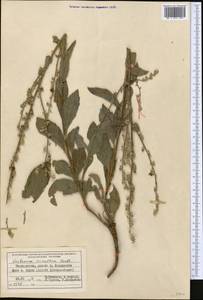 Verbascum sinaiticum Benth., Средняя Азия и Казахстан, Памир и Памиро-Алай (M2) (Киргизия)