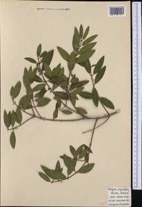 Phillyrea angustifolia L., Западная Европа (EUR) (Италия)