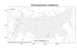Dracocephalum moldavica, Змееголовник молдавский L., Атлас флоры России (FLORUS) (Россия)