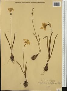 Narcissus poeticus subsp. radiiflorus (Salisb.) Baker, Западная Европа (EUR) (Италия)