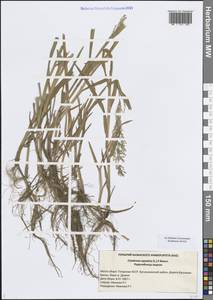 Поручейница водная, Поручейница водяная (L.) P.Beauv., Восточная Европа, Средневолжский район (E8) (Россия)