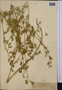 Люцерна серповидная L., Средняя Азия и Казахстан, Северный и Центральный Тянь-Шань (M4) (Казахстан)