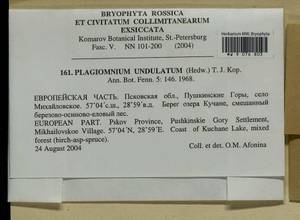 Plagiomnium undulatum (Hedw.) T.J. Kop., Гербарий мохообразных, Мхи - Новгородская и Псковская области (B5) (Россия)