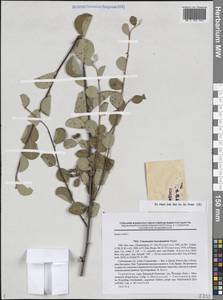 Cotoneaster turcomanicus Pojark., Средняя Азия и Казахстан, Копетдаг, Бадхыз, Малый и Большой Балхан (M1) (Туркмения)