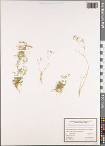 Бедренец шерстистоплодный Banks & Sol., Зарубежная Азия (ASIA) (Иран)