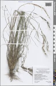 Aristida adscensionis L., Зарубежная Азия (ASIA) (Турция)