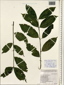 Euonymus nitidus Benth., Зарубежная Азия (ASIA) (Вьетнам)