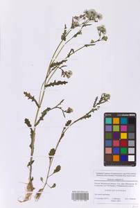 Крестовник обыкновенный L., Восточная Европа, Московская область и Москва (E4a) (Россия)