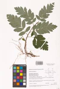 Hedlundia hybrida (L.) Sennikov & Kurtto, Восточная Европа, Центральный район (E4) (Россия)