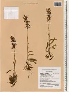 Anacamptis sancta (L.) R.M.Bateman, Pridgeon & M.W.Chase, Зарубежная Азия (ASIA) (Кипр)