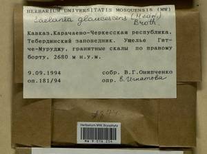 Saelania glaucescens (Hedw.) Broth., Гербарий мохообразных, Мхи - Северный Кавказ и Предкавказье (B12) (Россия)