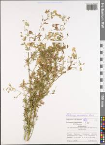 Medicago falcata subsp. falcata, Восточная Европа, Средневолжский район (E8) (Россия)