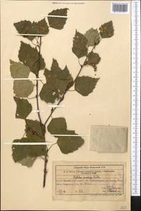 Береза повислая, Береза бородавчатая Roth, Средняя Азия и Казахстан, Западный Тянь-Шань и Каратау (M3) (Узбекистан)