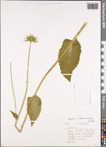 Doronicum plantagineum L., Восточная Европа, Московская область и Москва (E4a) (Россия)