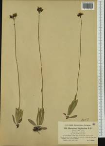 Pilosella frigidaria (Nägeli & Peter) Soják, Западная Европа (EUR) (Швейцария)