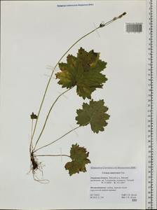 Primula matthioli subsp. sachalinensis (Losinsk.) Kovt., Сибирь, Дальний Восток (S6) (Россия)