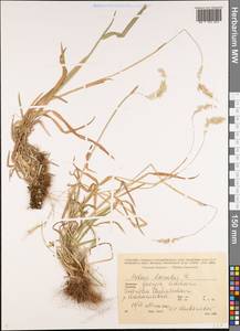 Бухарник шерстистый L., Кавказ, Грузия (K4) (Грузия)