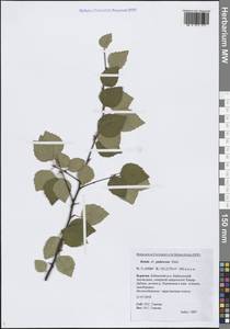 Береза пушистая Ehrh., Сибирь, Прибайкалье и Забайкалье (S4) (Россия)