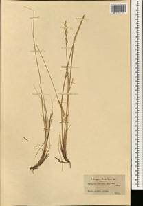 Elymus lazicus subsp. divaricatus (Boiss. & Balansa) Melderis, Зарубежная Азия (ASIA) (Турция)