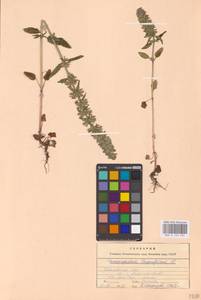 MHA 0 155 932, Змееголовник тимьяноцветковый L., Восточная Европа, Центральный лесной район (E5) (Россия)