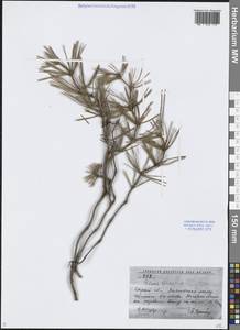 Сосна обыкновенная L., Восточная Европа, Нижневолжский район (E9) (Россия)